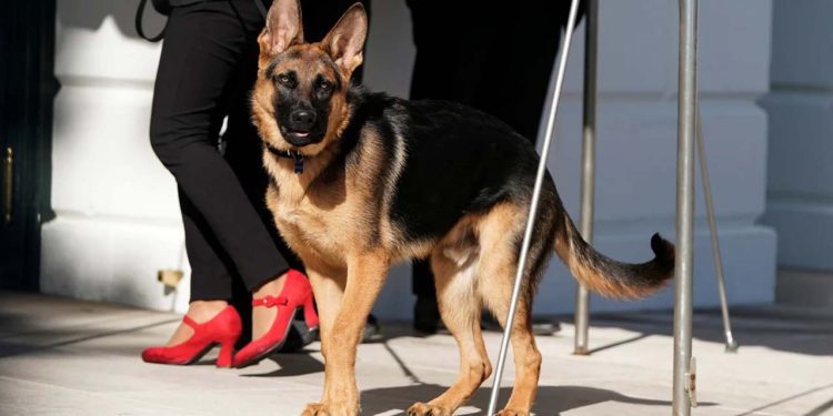 Biden'ın köpeği 'Komutan' bir Gizli Servis ajanını daha ısırdı