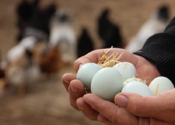 Bir gün bir günü tutmuyor: Yumurtaya dev zam!