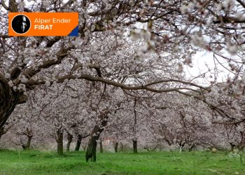 Demiştin baharda görüşelim
