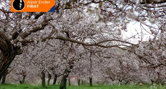 Demiştin baharda görüşelim