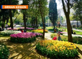 Gülhane parkındaki ceviz ağacının hüzünlü hikayesi