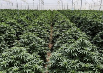 Hollanda yıl sonunda esrar üretmeye başlıyor: 10 üreticiye en az 60 ton üretim şartı