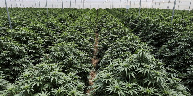 Hollanda yıl sonunda esrar üretmeye başlıyor: 10 üreticiye en az 60 ton üretim şartı