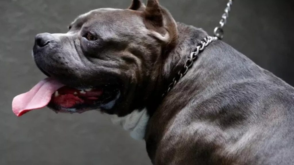 İngiltere'de 'American Bully XL' cinsi köpekler yasaklanacak: 'Binlerce masum köpek uyutulabilir'