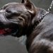 İngiltere'de 'American Bully XL' cinsi köpekler yasaklanacak: 'Binlerce masum köpek uyutulabilir'