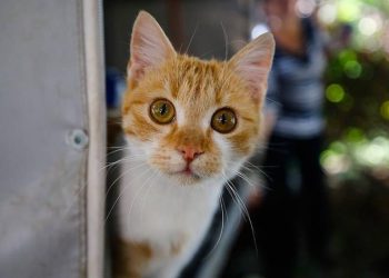 İngiltere'de evden kaçan kedi, 11 yıl aradan sonra sahibine kavuştu