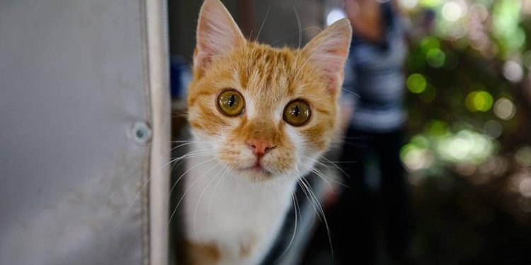İngiltere'de evden kaçan kedi, 11 yıl aradan sonra sahibine kavuştu