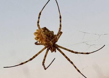 Kırşehir’de dünyanın en zehirli örümceklerinden ‘argiope lobata’ görüldü