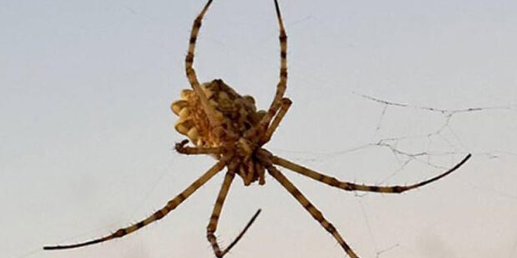Kırşehir’de dünyanın en zehirli örümceklerinden ‘argiope lobata’ görüldü