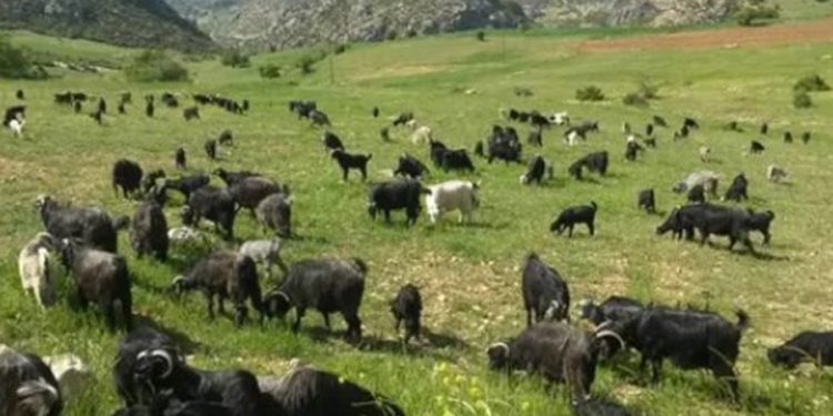 Mersin’de keçi çobanına 728 bin lira otlatma cezası kesildi