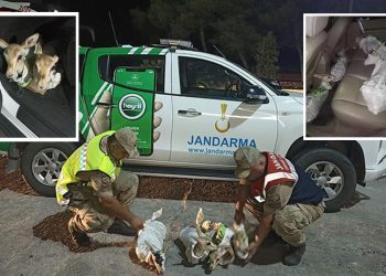 Şanlıurfa’da çuvala sarılmış 4 yaralı ceylan yavrusu ele geçirildi