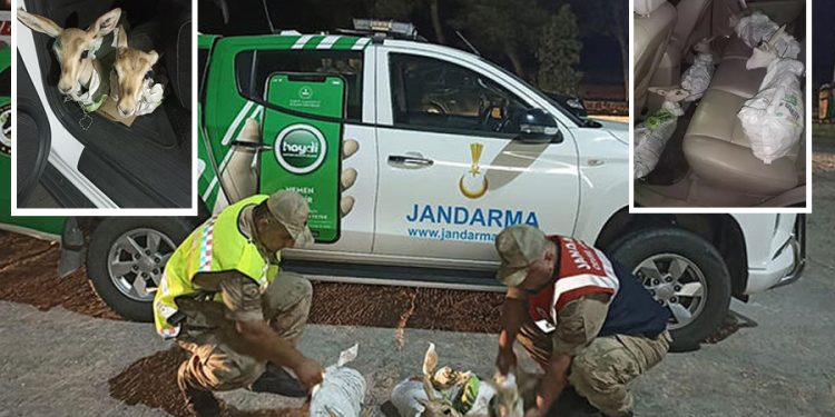 Şanlıurfa’da çuvala sarılmış 4 yaralı ceylan yavrusu ele geçirildi