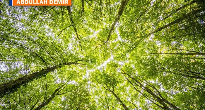 Tarihimizde çevre hakkının önemi