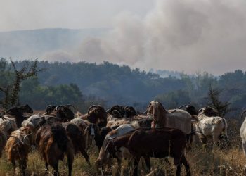 Yunanistan'ın Meriç Bölgesi'ndeki yangın 15'inci gününde