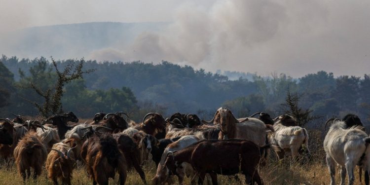 Yunanistan'ın Meriç Bölgesi'ndeki yangın 15'inci gününde
