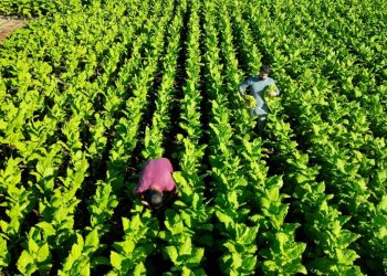 Sigara zamları tütün üreticilerini sevindirdi