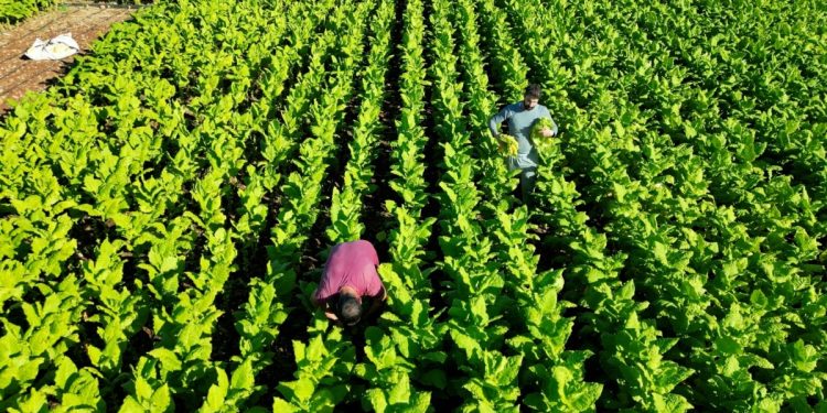 Sigara zamları tütün üreticilerini sevindirdi