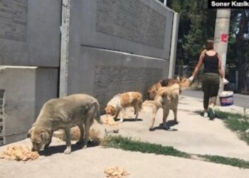 Sokak köpeklerinin sayısı nasıl kontrol altına alınacak?