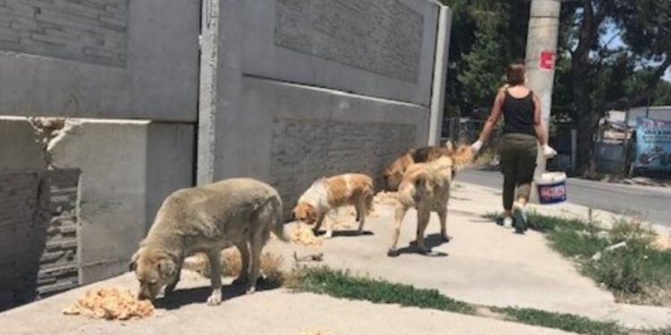Sokak köpeklerinin sayısı nasıl kontrol altına alınacak?