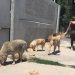 Sokak köpeklerinin sayısı nasıl kontrol altına alınacak?
