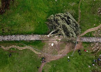 300 yıllık tarihi ağacı kesen 16 yaşındaki çocuk kefaletle serbest: Bir kişi daha gözaltına alındı