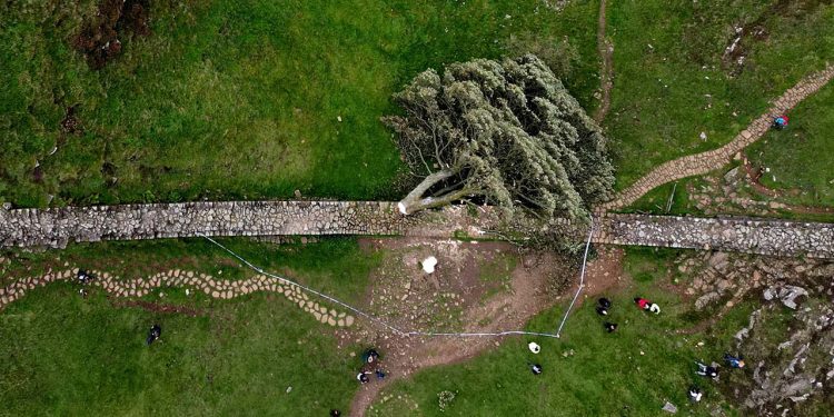 300 yıllık tarihi ağacı kesen 16 yaşındaki çocuk kefaletle serbest: Bir kişi daha gözaltına alındı