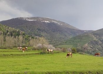 Erdexan’da önlem alınmadı, 15 bin hayvan öldü
