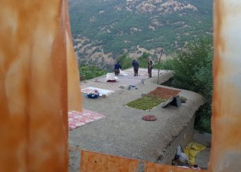 Verimi düşük bağ bozumu