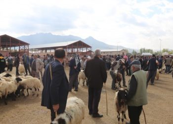 Besiciler dertli: Hayvana verecek arpamız yok