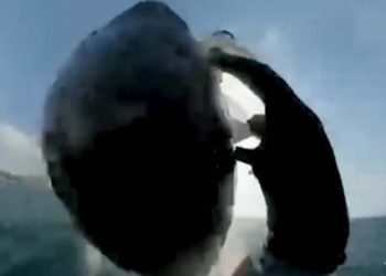 Avustralya'da uçurtma sörfü yapan adam balinayla çarpıştı