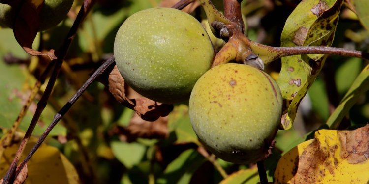 Beyne direkt etki ediyormuş. Hasadı başladı... Üretenler 1 ağaçtan binlerce TL kazanıyor