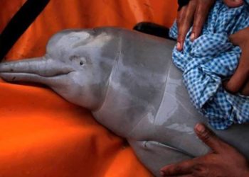 Brezilya Amazonları'nda son bir haftada 100'den fazla ölü yunus bulundu