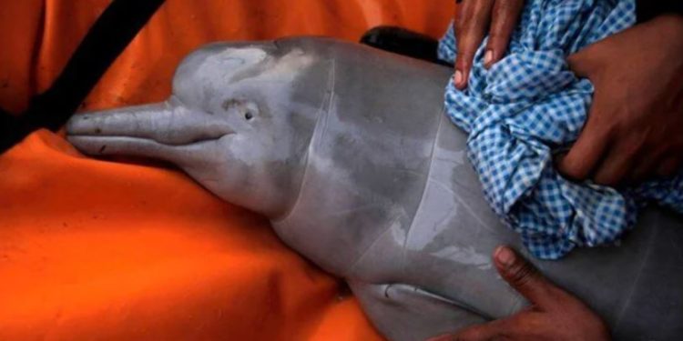 Brezilya Amazonları'nda son bir haftada 100'den fazla ölü yunus bulundu