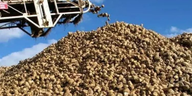 CHP'den pancar alım fiyatına tepki: 'Çiftçinin mazot masrafındaki artışı bile karşılayamaz'