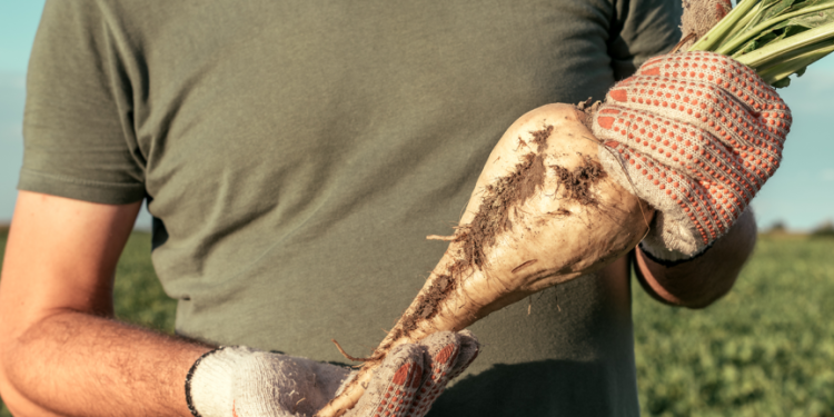 Çiftçiler şaşkın; şeker pancarı alım fiyatına sadece yüzde 32,5 zam yapıldı