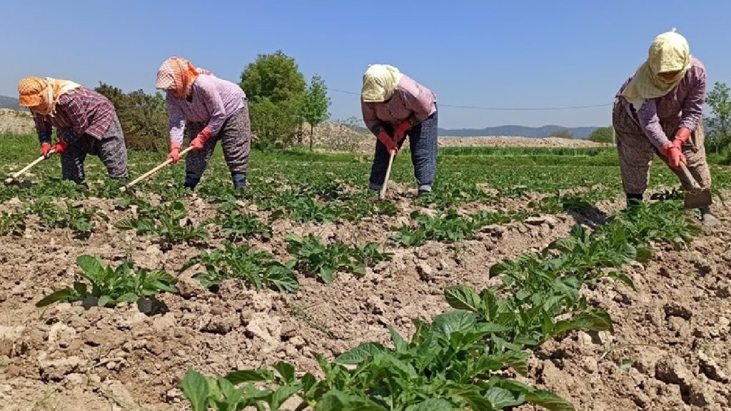 Çiftçinin enflasyonunda yükseliş sürüyor!