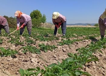 Çiftçinin enflasyonunda yükseliş sürüyor!