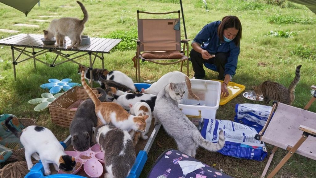 Çin'de katliam son anda önlendi: 1000 kedi kesilmekten kurtarıldı