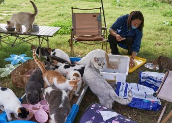 Çin'de katliam son anda önlendi: 1000 kedi kesilmekten kurtarıldı