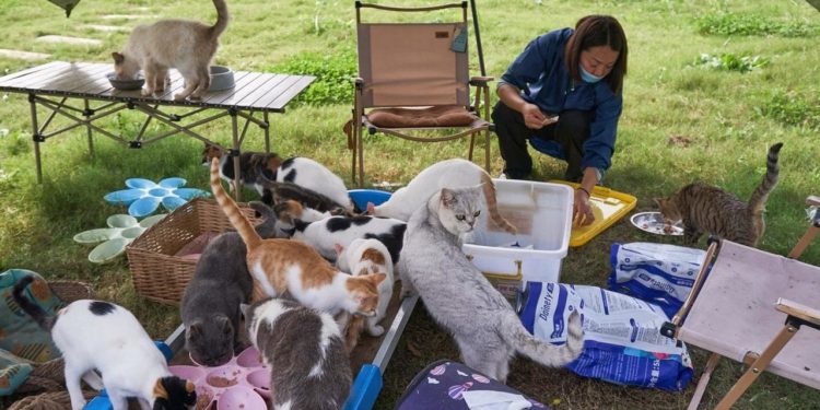 Çin'de katliam son anda önlendi: 1000 kedi kesilmekten kurtarıldı