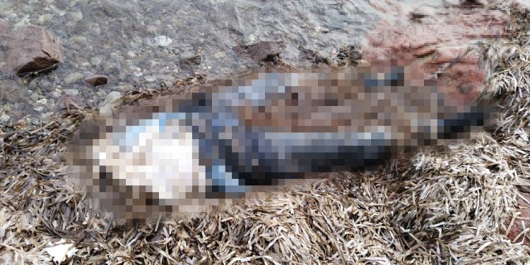 Dehşete düşüren görüntü: Bodrum'da belden yukarısı olmayan kadın cesedi bulundu!