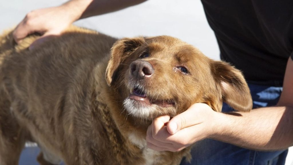 Dünyanın en yaşlı köpeği Bobi'nin yaşı tartışma konusu oldu: 'Genetik testler kesin teyit vermiyor'