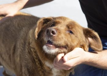 Dünyanın en yaşlı köpeği Bobi'nin yaşı tartışma konusu oldu: 'Genetik testler kesin teyit vermiyor'