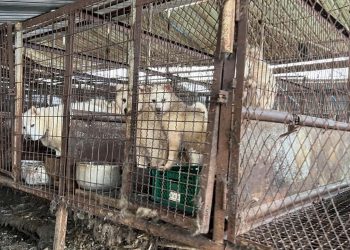 Güney Kore'de 'köpek eti' tartışması yeniden alevlendi: Yüzyılların geleneği yasaklanabilir