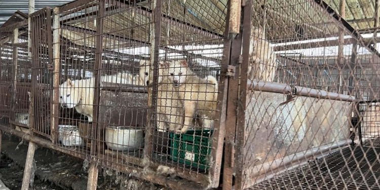 Güney Kore'de 'köpek eti' tartışması yeniden alevlendi: Yüzyılların geleneği yasaklanabilir