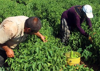 Hasadına başlandı... Bu kez sadece ağız değil cep yakacak! Eken rahat ediyor