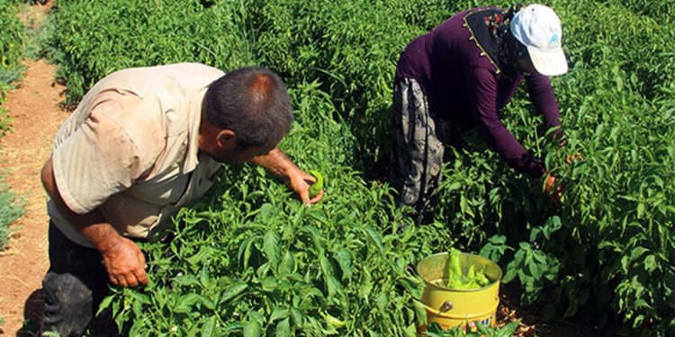 Hasadına başlandı... Bu kez sadece ağız değil cep yakacak! Eken rahat ediyor