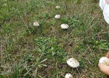 Hasadına başlanınca binlerce TL kazanıyorlar! Son dönemde herkes yetiştiriyor