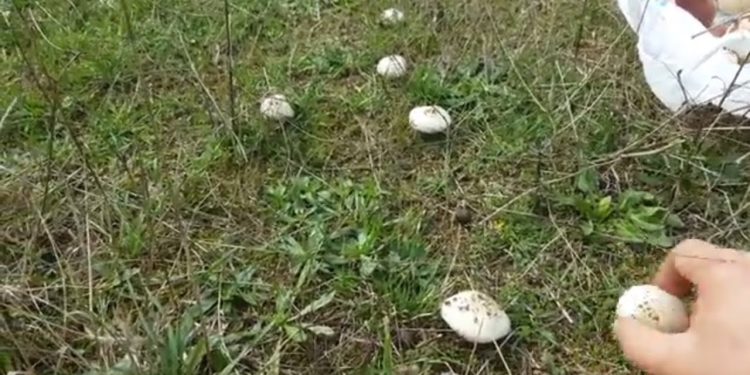 Hasadına başlanınca binlerce TL kazanıyorlar! Son dönemde herkes yetiştiriyor