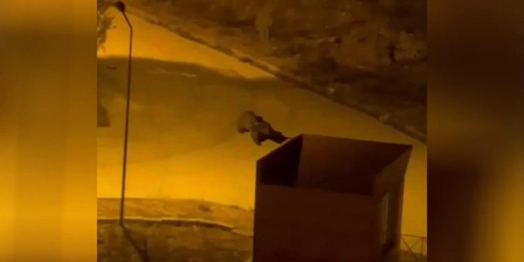 Kameralara yansıdı: Ayı, üniversite kampüsüne girdi!